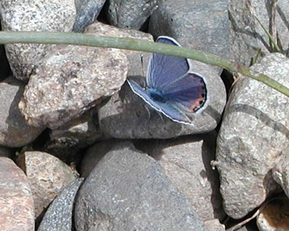 In Habitat<br>(Location of Picture: Columbia River, Washington, USA, 06)