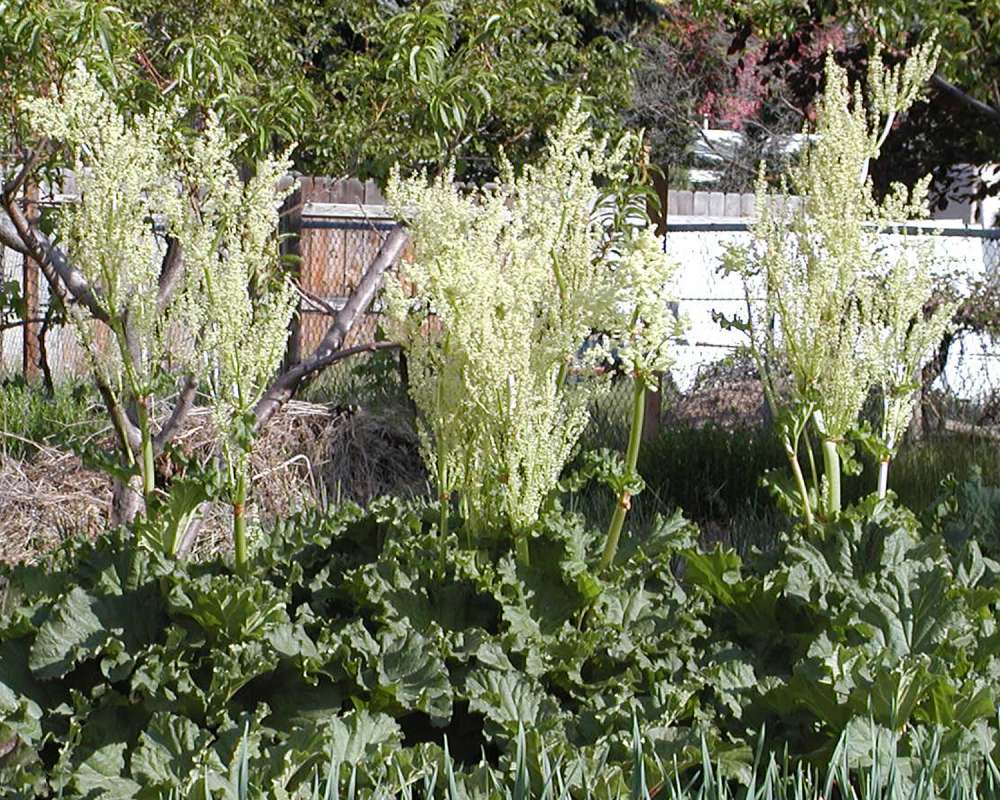 Garden View<br>(Location of Picture: Garden, Okanogan, Washington, USA,)