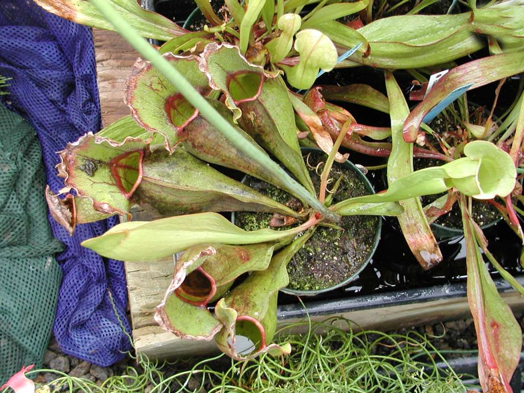 Potted Plant<br>(Location of Picture: Nursery, Monroe, Washington, USA)
