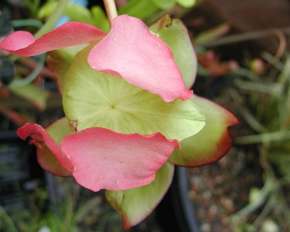 Close View<br>(Location of Picture: Nursery, Monroe, Washington, USA)