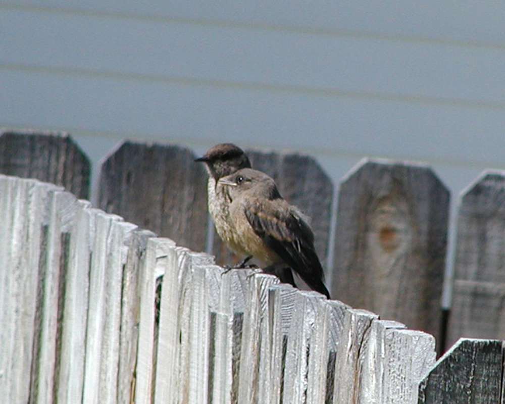Pair On Fence<br>(Location of Picture: Okanogan, Washington, USA, 2006)