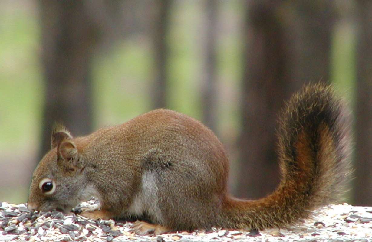 In Habitat<br>(Location of Picture: Okanogan, Washington, USA, 2006)