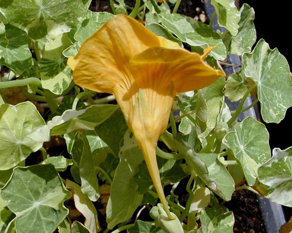 Flower - Side View With Leaves<br>(Location of Picture: Garden, Leavenworth, Washington, 06)