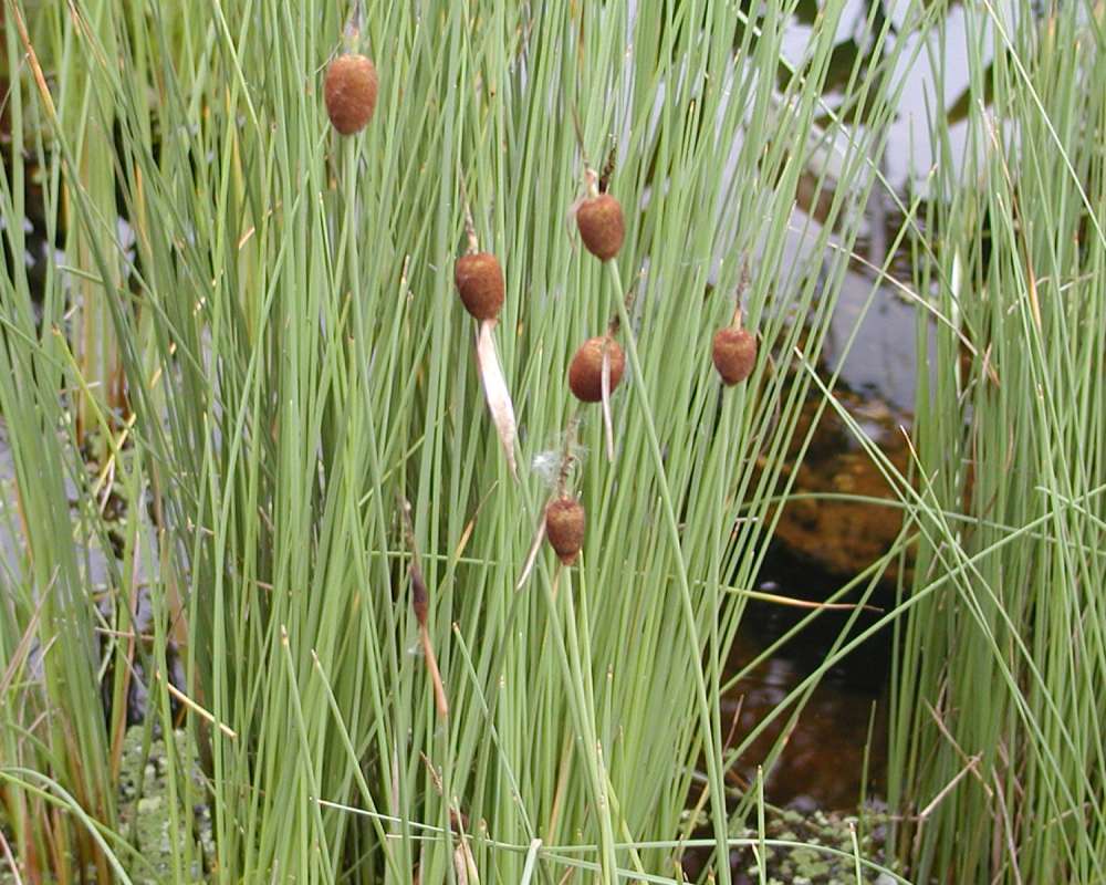 Top Of Plants<br>(Location of Picture: Nursery, Monroe, Wa, USA, 2006)