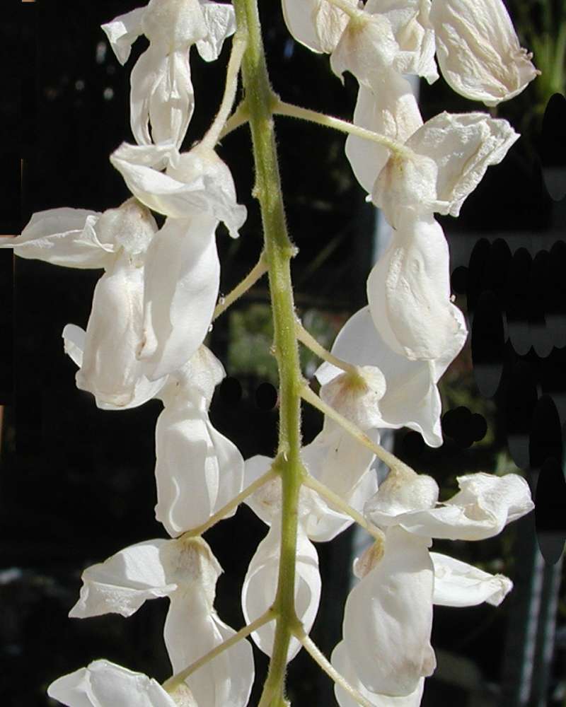 Flowers<br>(Location of Picture: Garden, Leavenworth, Washington, Us)