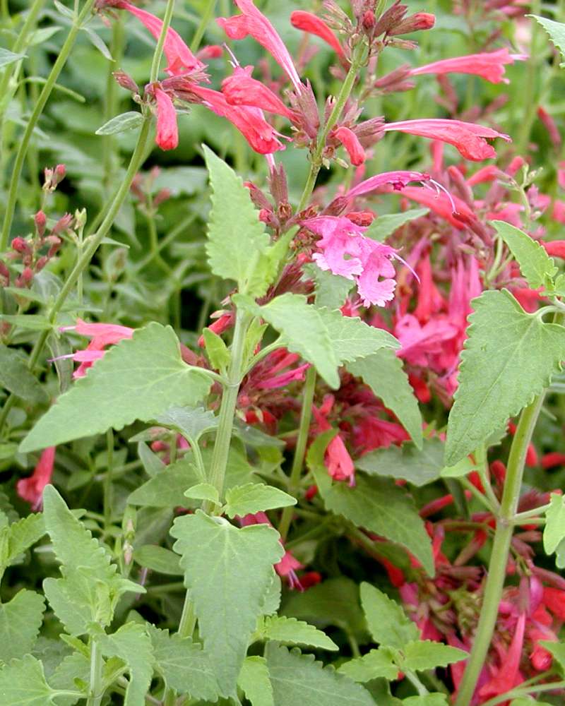 Top Of Plant in  Bloom<br>(Location of Picture: Seattle Arboretum, Wa, USA, 2006)