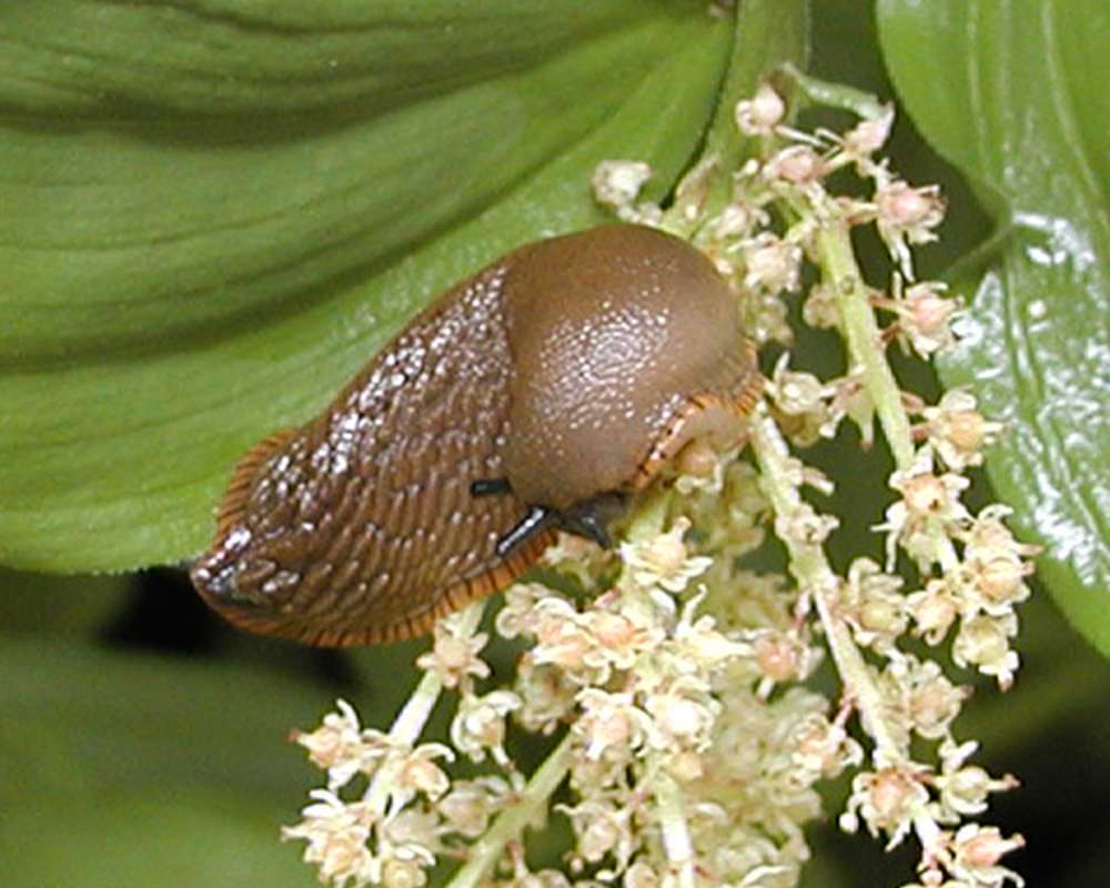 On Flowers<br>(Location of Picture: Seattle Arboretum, Wa, USA, 2006)