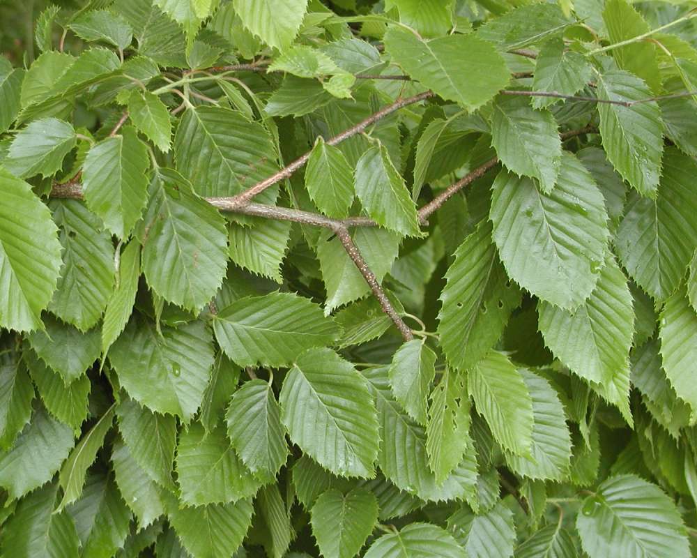 Leaves<br>(Location of Picture: Seattle Arbroetum, Wa, USA, 2006)