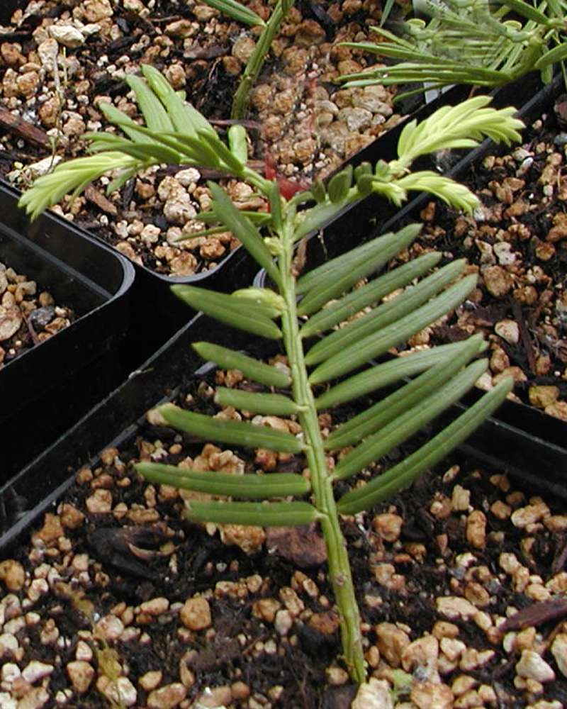 Seedling<br>(Location of Picture: Seattle Arboretum, Wa, USA, 2006)