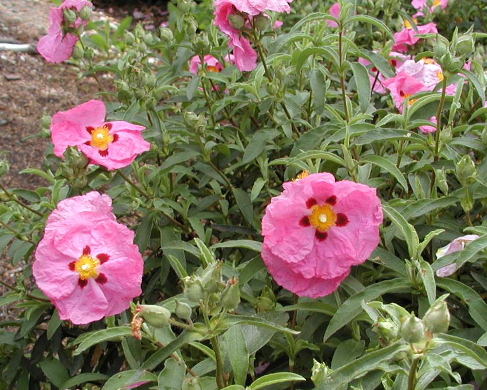 Flowers<br>(Location of Picture: Seattle Arboretum, Wa, USA, 2006)