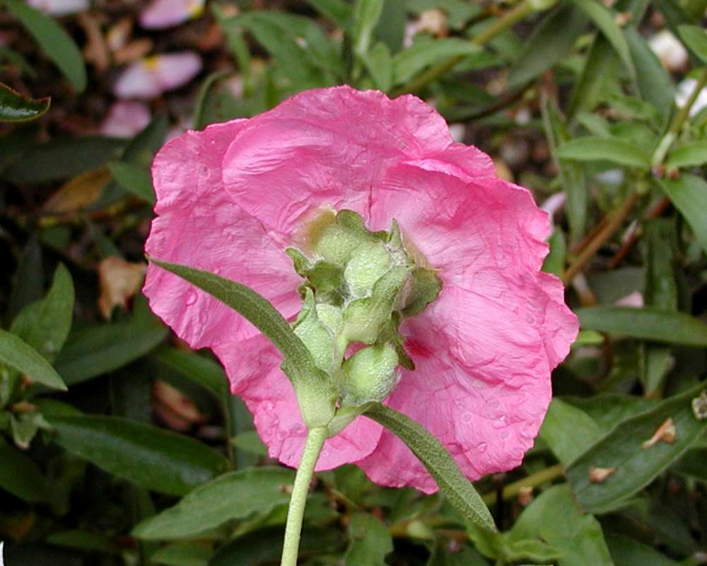 Glower - Rear View<br>(Location of Picture: Seattle Arboretum, Wa, USA, 2006)