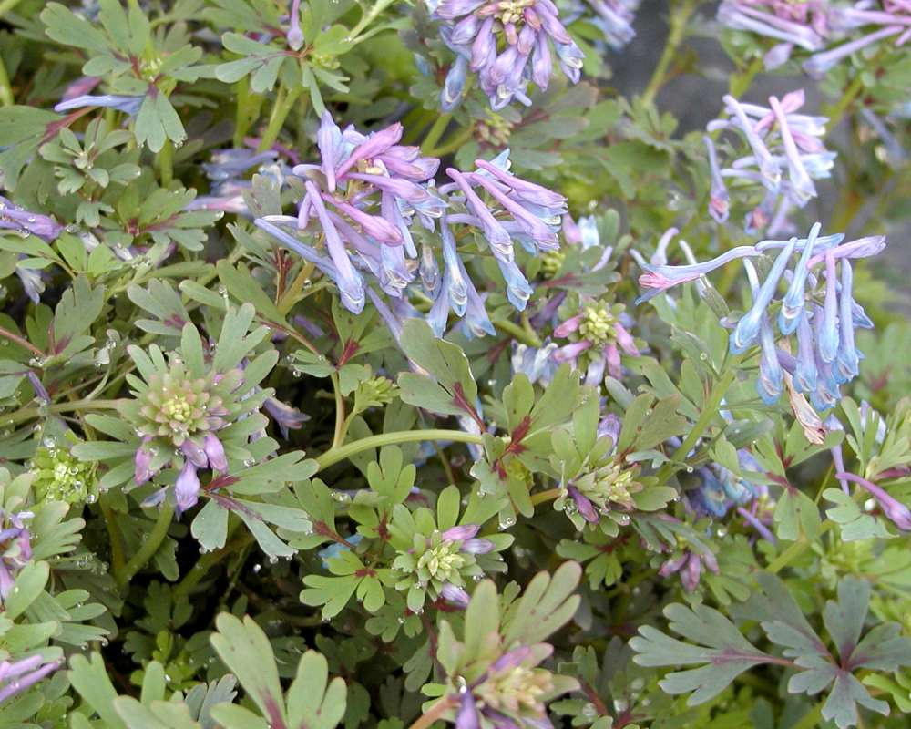 Leaves and Flowers<br>(Location of Picture: Seattle Arboretum, Wa, USA, 2006)