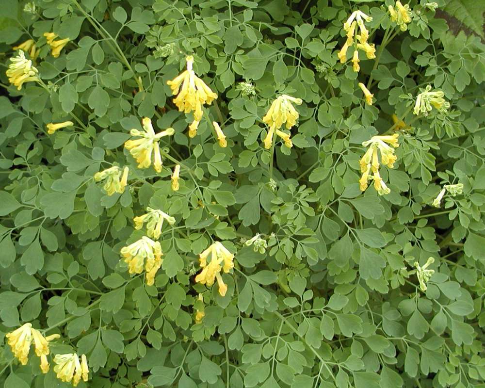 Flowers and Leaves<br>(Location of Picture: Seattle Arboretum, Wa, USA, 2006)
