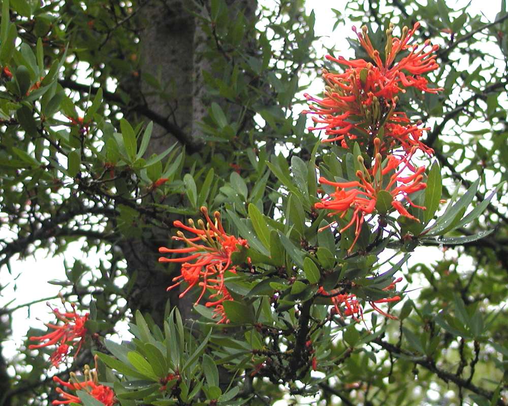 Branches and Flowers<br>(Location of Picture: Seattle Arboretum, Wa, USA, 2006)