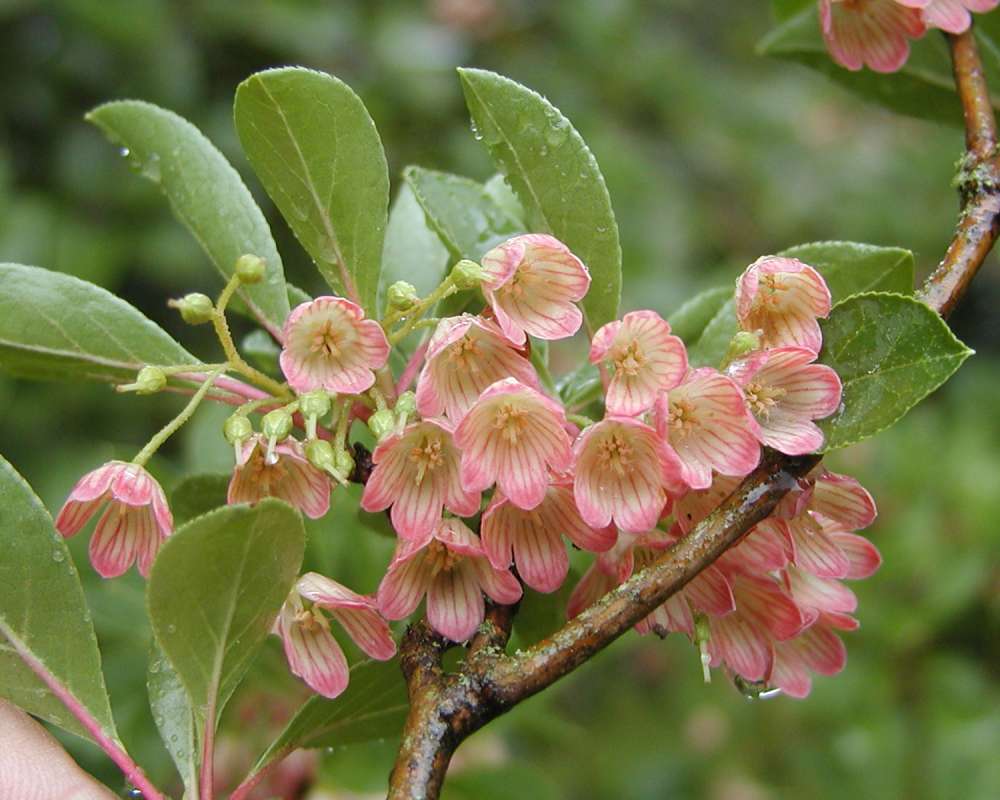 Flowers - Front View<br>(Location of Picture: Seattle Arboretum, Wa, USA, 2006)