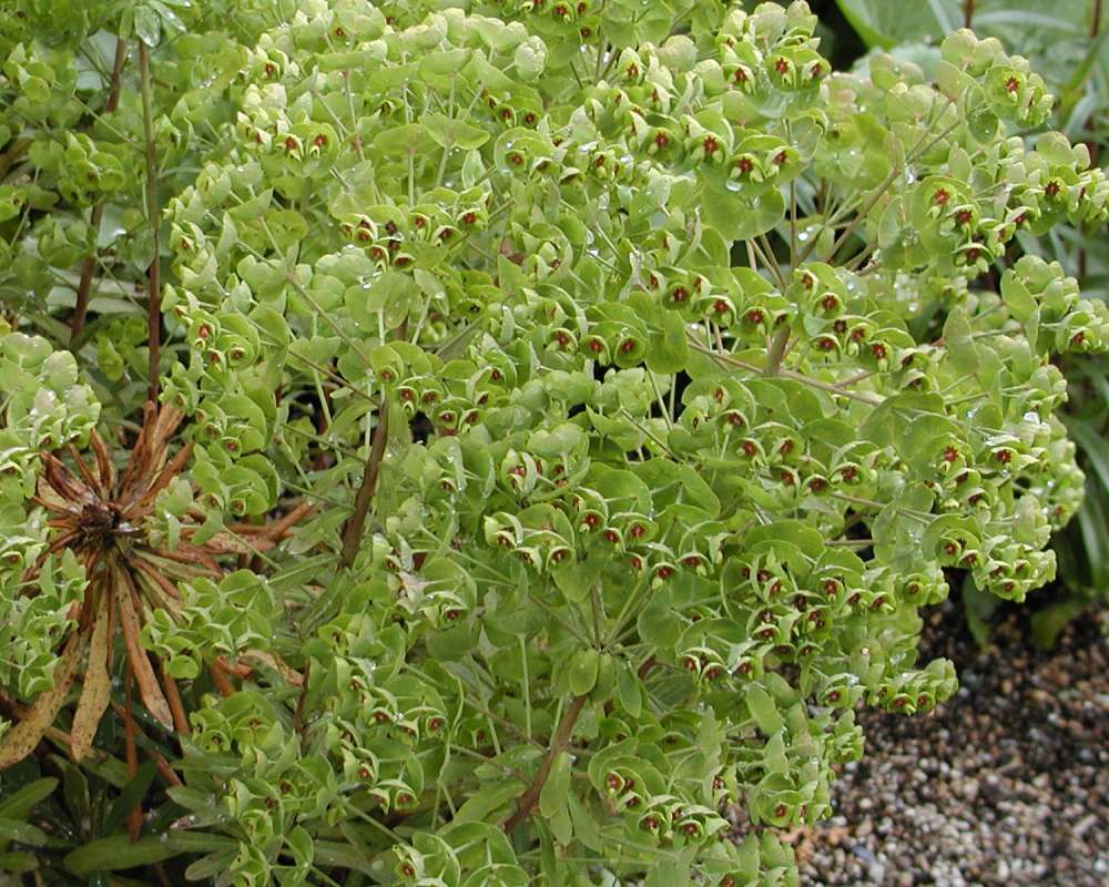 Silhouette<br>(Location of Picture: Seattle Arboretum, Wa, USA, 2006)