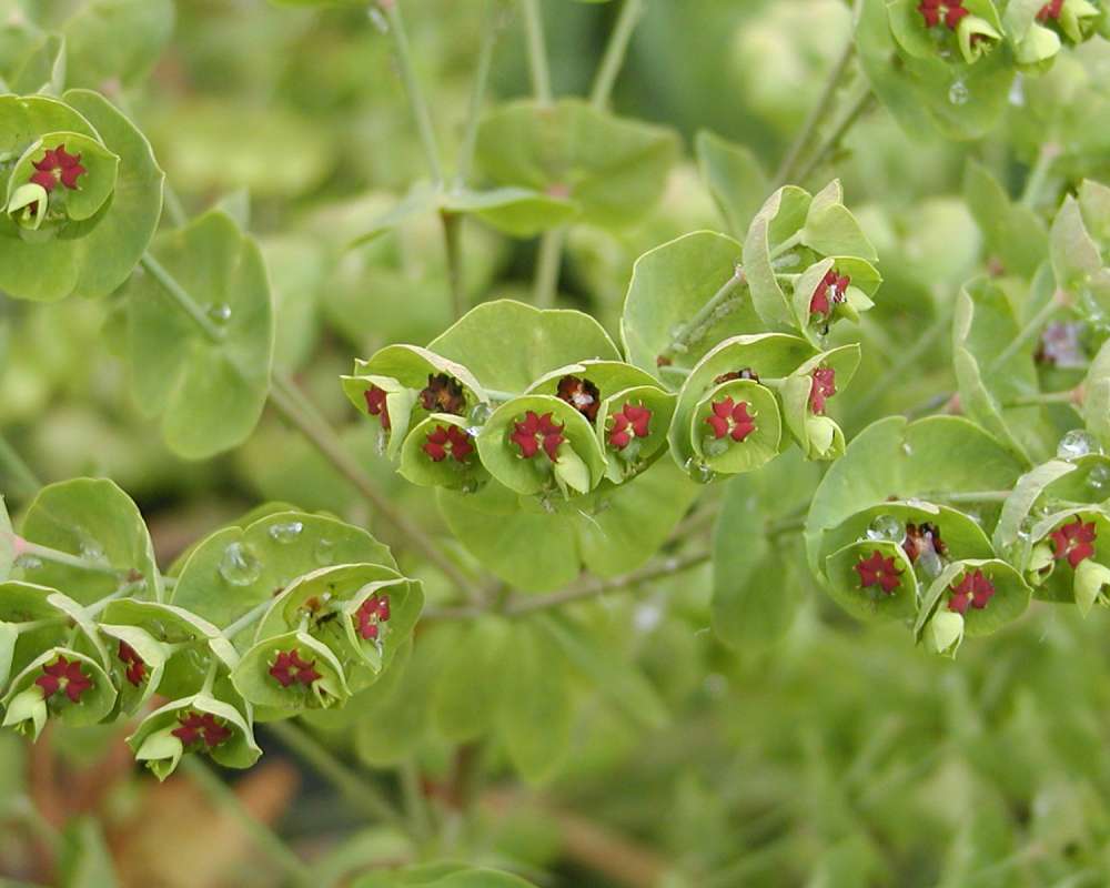 Flowers<br>(Location of Picture: Seattle Arboretum, Wa, USA, 2006)