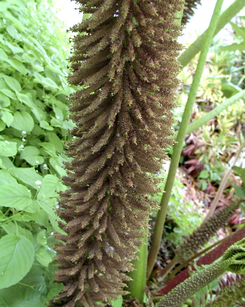 Flower Stalk<br>(Location of Picture: Seattle Arboretum, Wa,  usa, 2006)