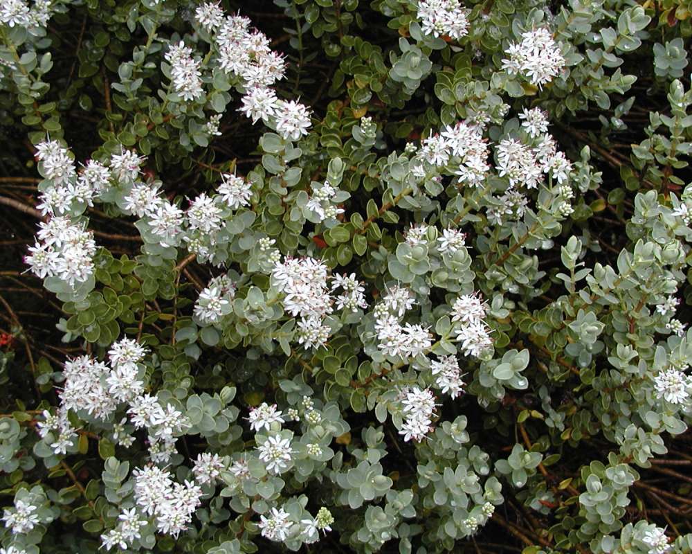 Top Of Plant in  Bloom<br>(Location of Picture: Seattle Arboretum, Wa, USA, 2006)