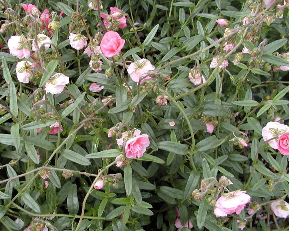 Top Of Plant in  Bloom<br>(Location of Picture: Seattle Arboretum, Wa, USA, 2006)