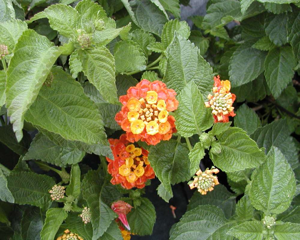 Lvs and Flowers<br>(Location of Picture: Seattle Arboretum, Wa, USA, 2006)