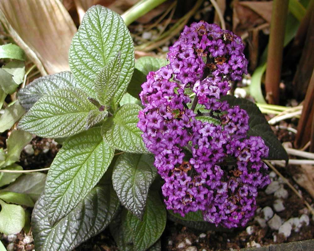Lvs and Purple Flowers<br>(Location of Picture: Seattle Arboretum, Wa, USA, 2006)