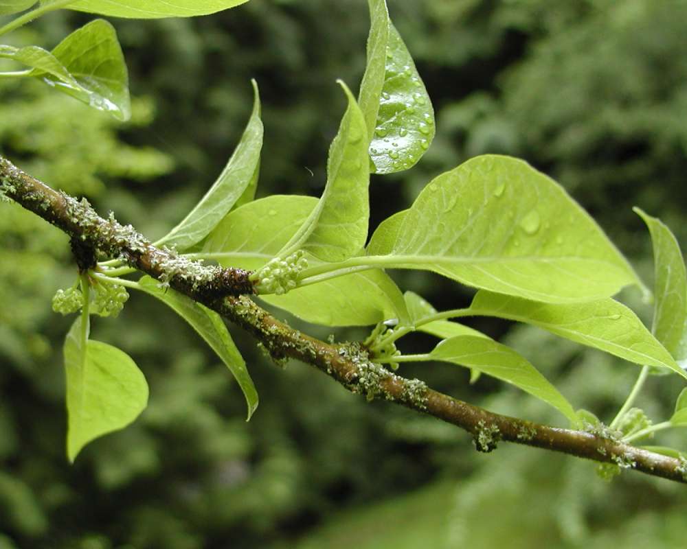 Leaves and Twig<br>(Location of Picture: Seattle Arboretum, Wa, USA, 2006)