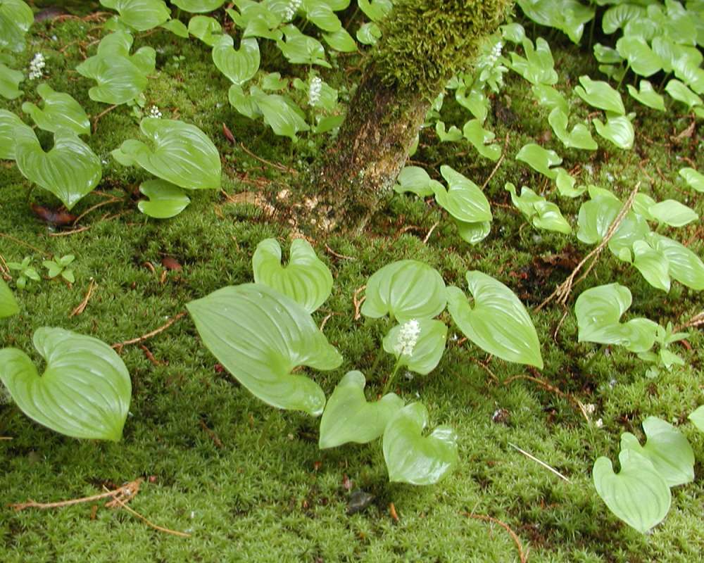Habitat View<br>(Location of Picture: Seattle Arboretum, Wa, USA, 2006)