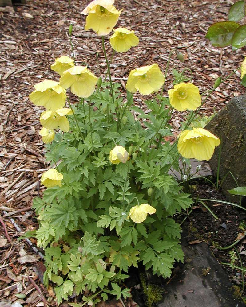 Garden View<br>(Location of Picture: Seattle Arboretum, Wa, USA, 2006)