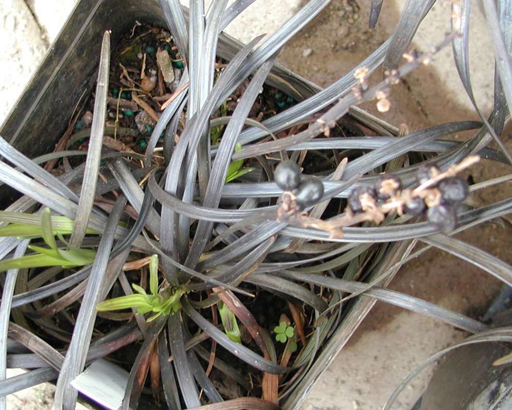 Top View Of Plant<br>(Location of Picture: Seattle Arboretum, Wa, USA, 2006)