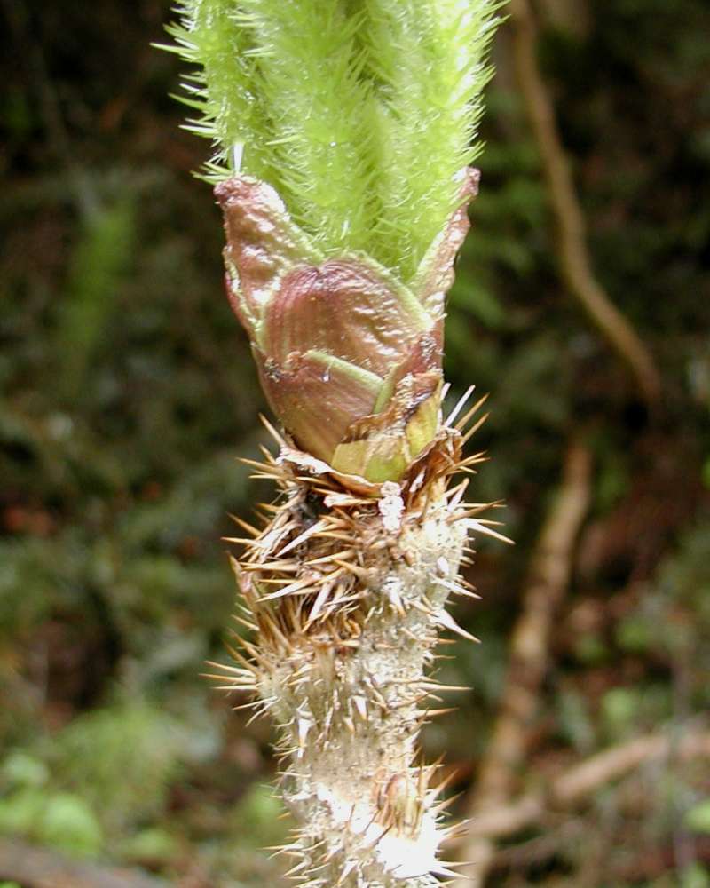 Stem<br>(Location of Picture: Seattle Arboretum, Wa, USA, 2006)