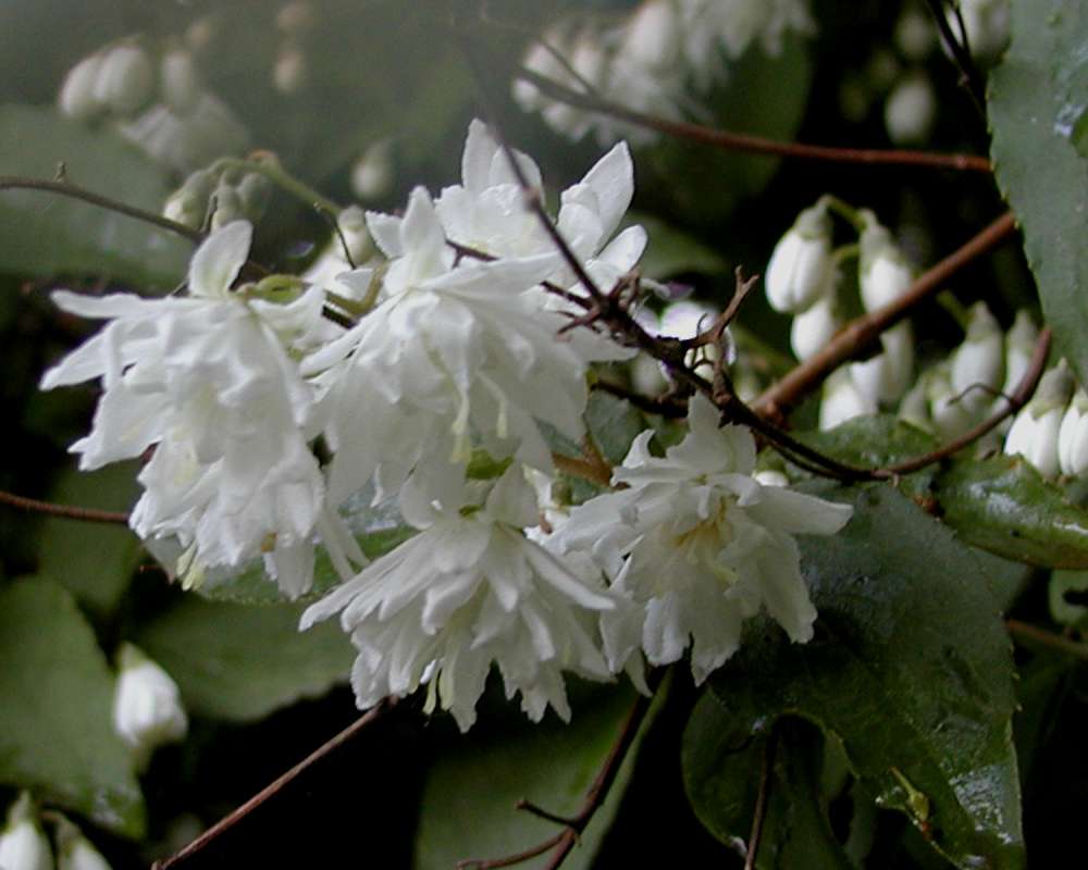 Flowers<br>(Location of Picture: Seattle Arboretum, Wa, USA, 2006)