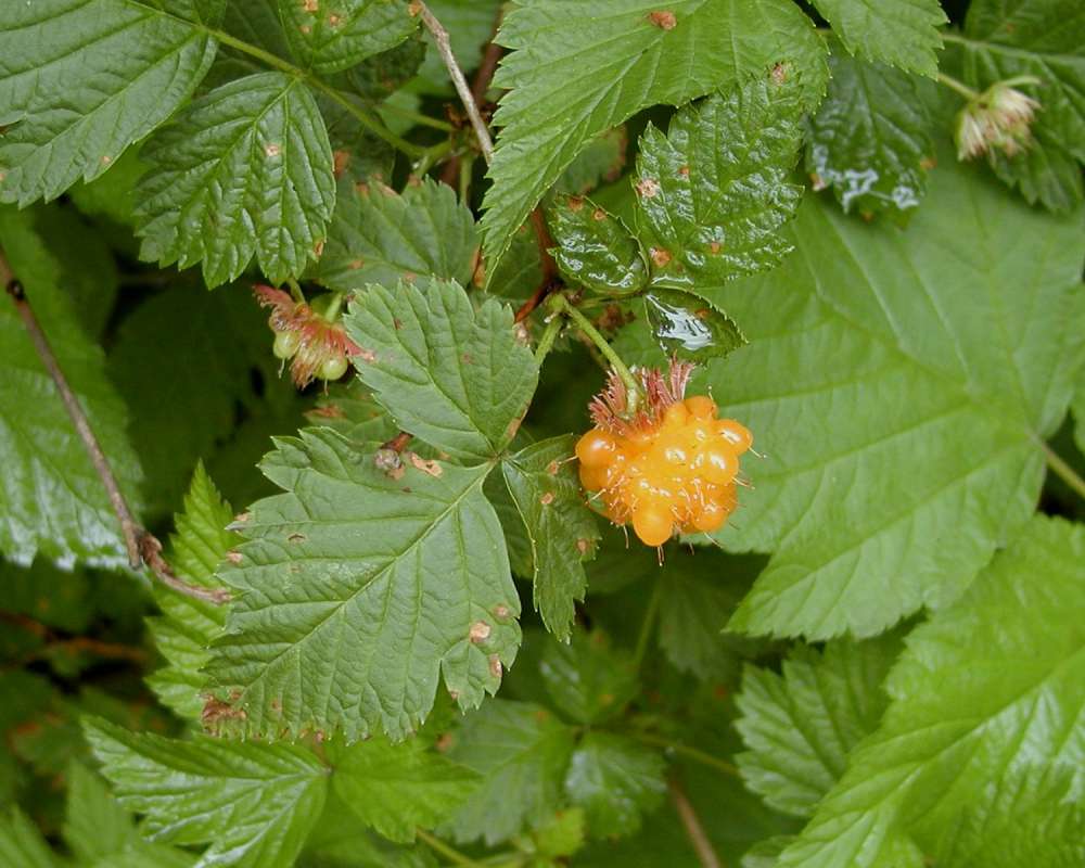 Fruits and Leaves<br>(Location of Picture: Seattle Arboretum, Wa, USA, 2006)