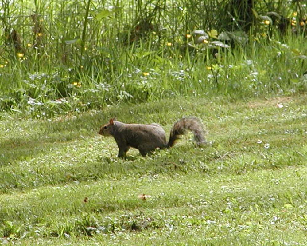 Side View On Lawn<br>(Location of Picture: Seattle Arboretum, Wa, USA, 2006)