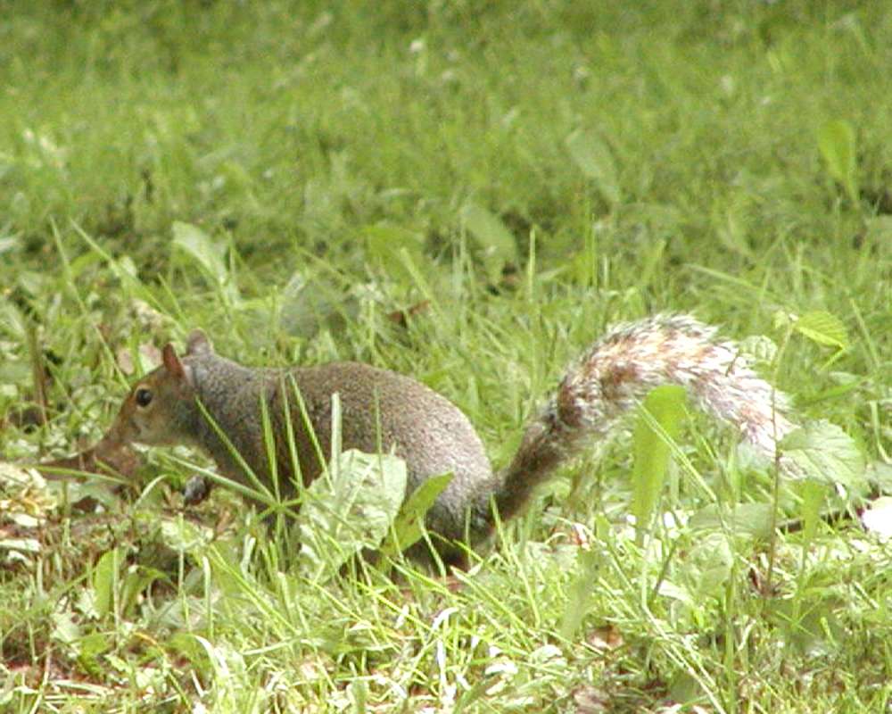 Close View<br>(Location of Picture: Seattle Arboretum, Wa, USA, 2006)