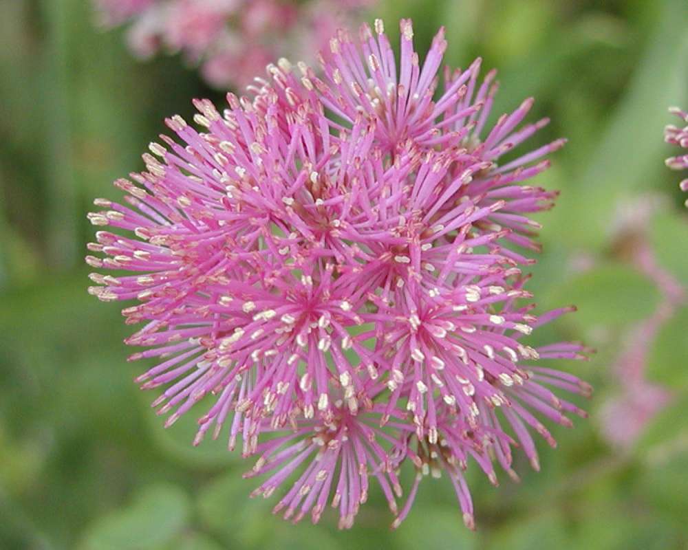 Flower Head - Close View<br>(Location of Picture: Seattle Arboretum, Wa, USA, 2006)