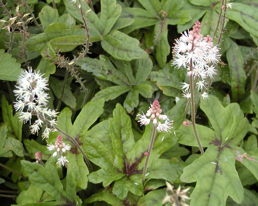 Top Of Plants in  Bloom<br>(Location of Picture: Seattle Arboretum, Wa, USA, 2006)