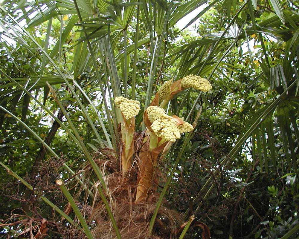 Flowers<br>(Location of Picture: Seatle Arboretum, Wa, USA, 2006)