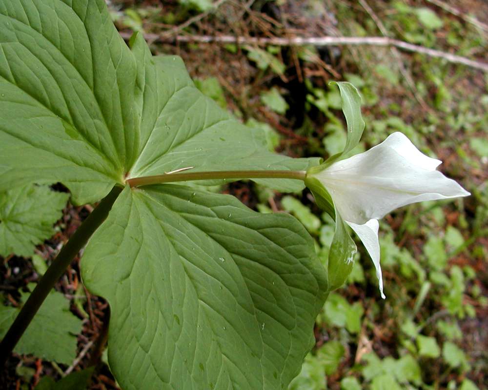 Flower - Side View<br>(Location of Picture: Seattle Arboretum, Wa, USA, 2006)