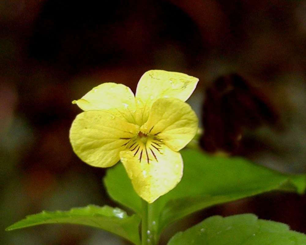 Flower - Front View<br>(Location of Picture: Seattle Arboretum, Wa, USA, 2006)