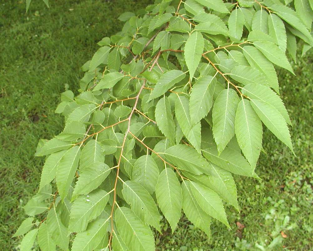 Branch With Leaves<br>(Location of Picture: Seattle Arboretum, Wa, USA, 2006)