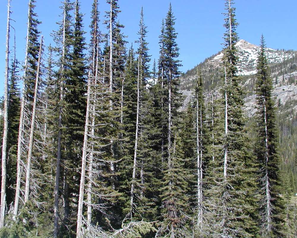 Habitat View<br>(Location of Picture: Washington Pass, Wa, USA, 2006)
