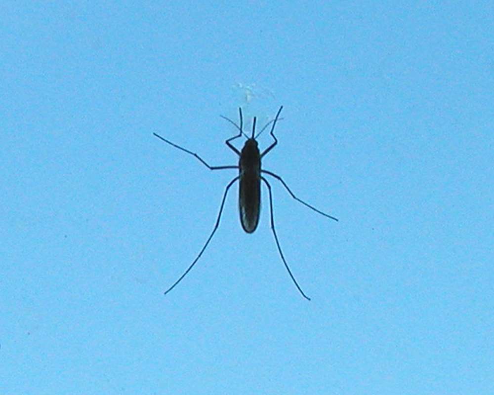 Adult - Silhoutte View of Blue Background<br>(Location of Picture: Okanogan, Washington, USA, 2006)