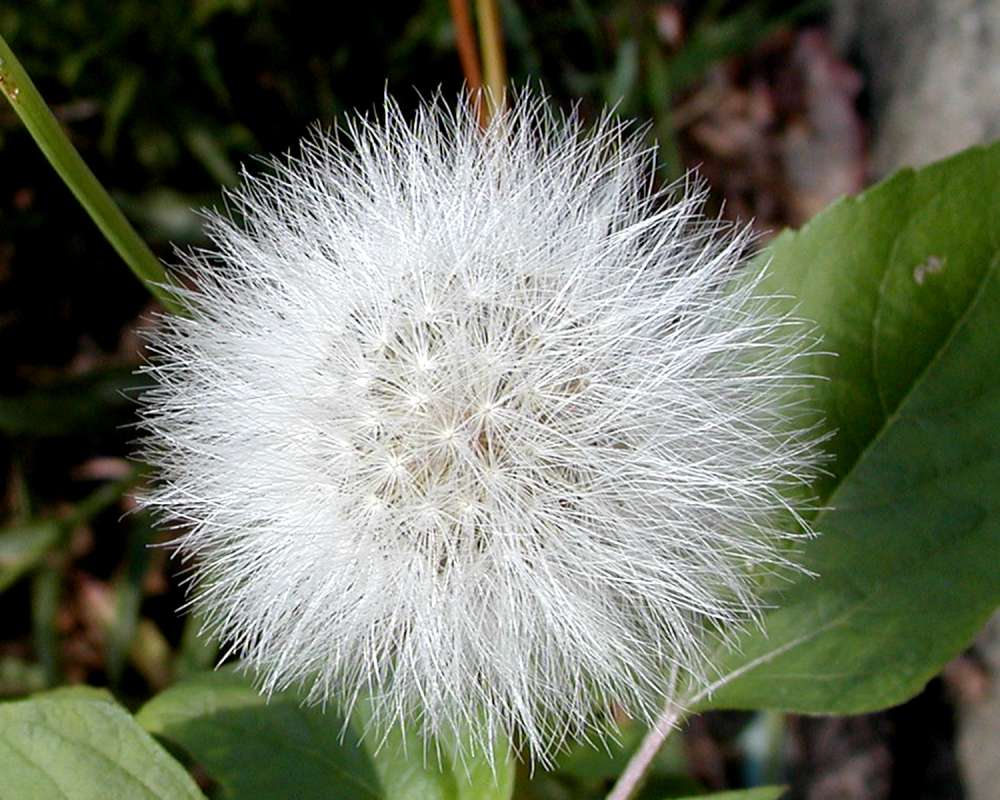 Seed Head<br>(Location of Picture: Okanogan, Wa, USA, 2006)