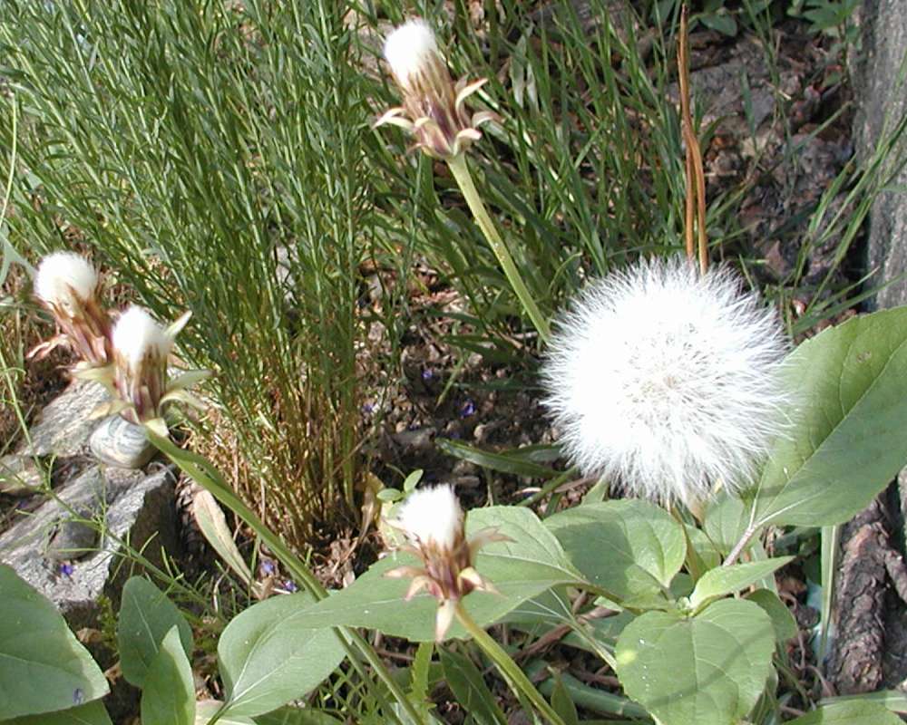 Post Bloom<br>(Location of Picture: Okanogan, Wa, USA, 2006)