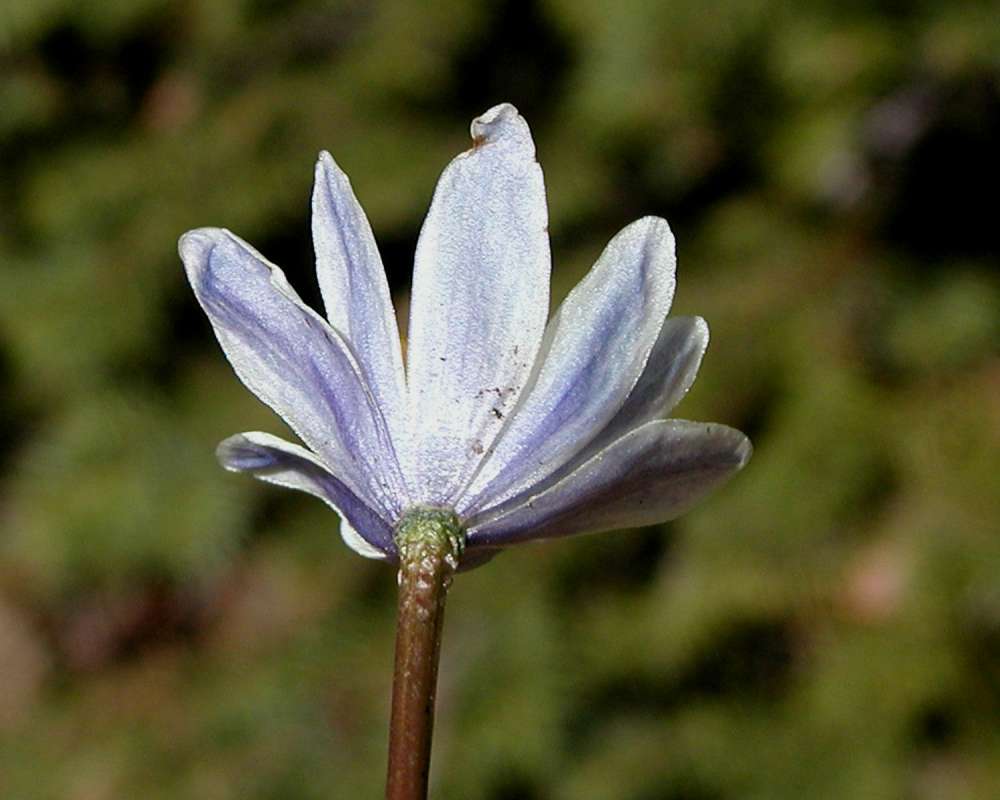 Flower - Rear View<br>(Location of Picture: Washington Pass, Wa, USA, 2006)
