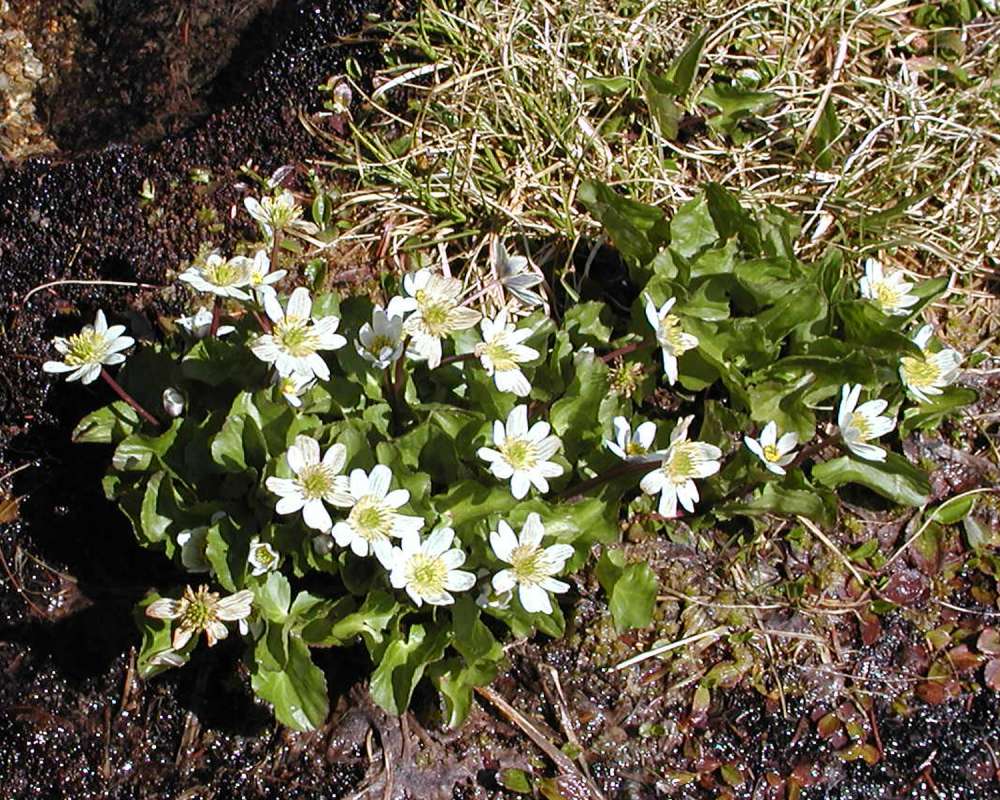 Habitat View<br>(Location of Picture: Washington Pass, Wa, USA, 2006)