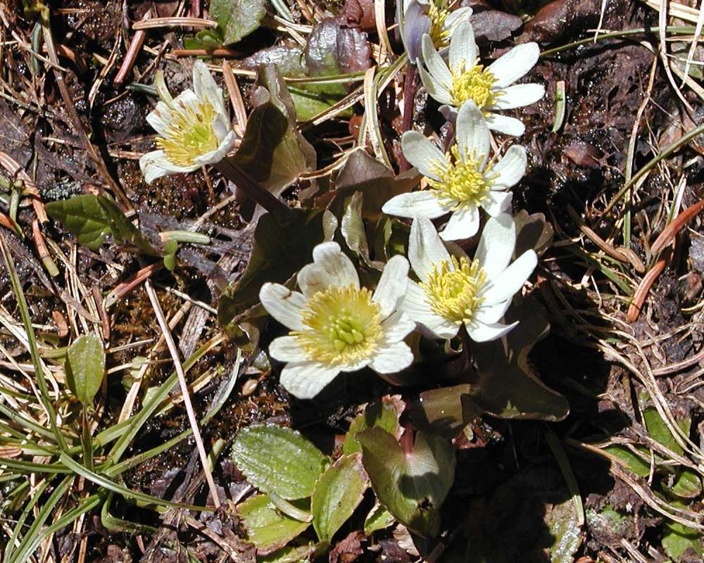 Habitat - Closer View<br>(Location of Picture: Washington Pass, Wa, USA, 2006)