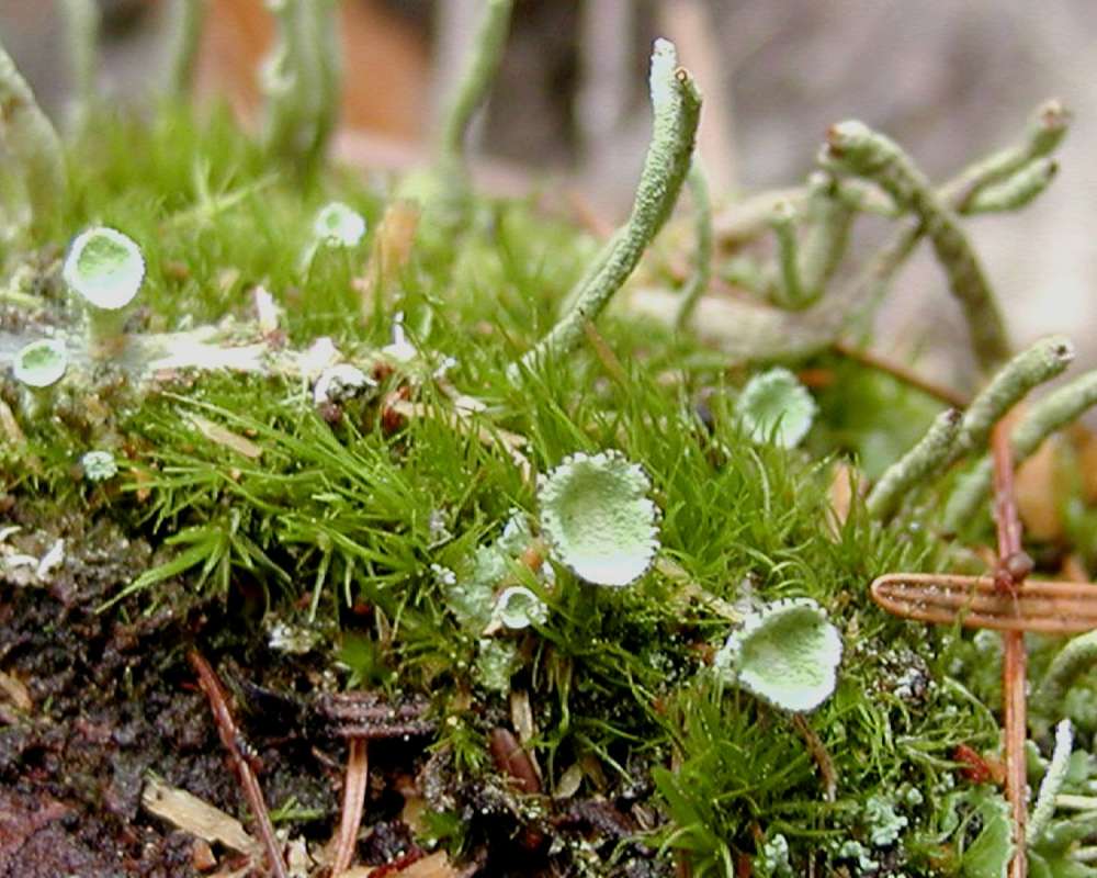 Close View<br>(Location of Picture: Conconully, Wa, USA, 2006)