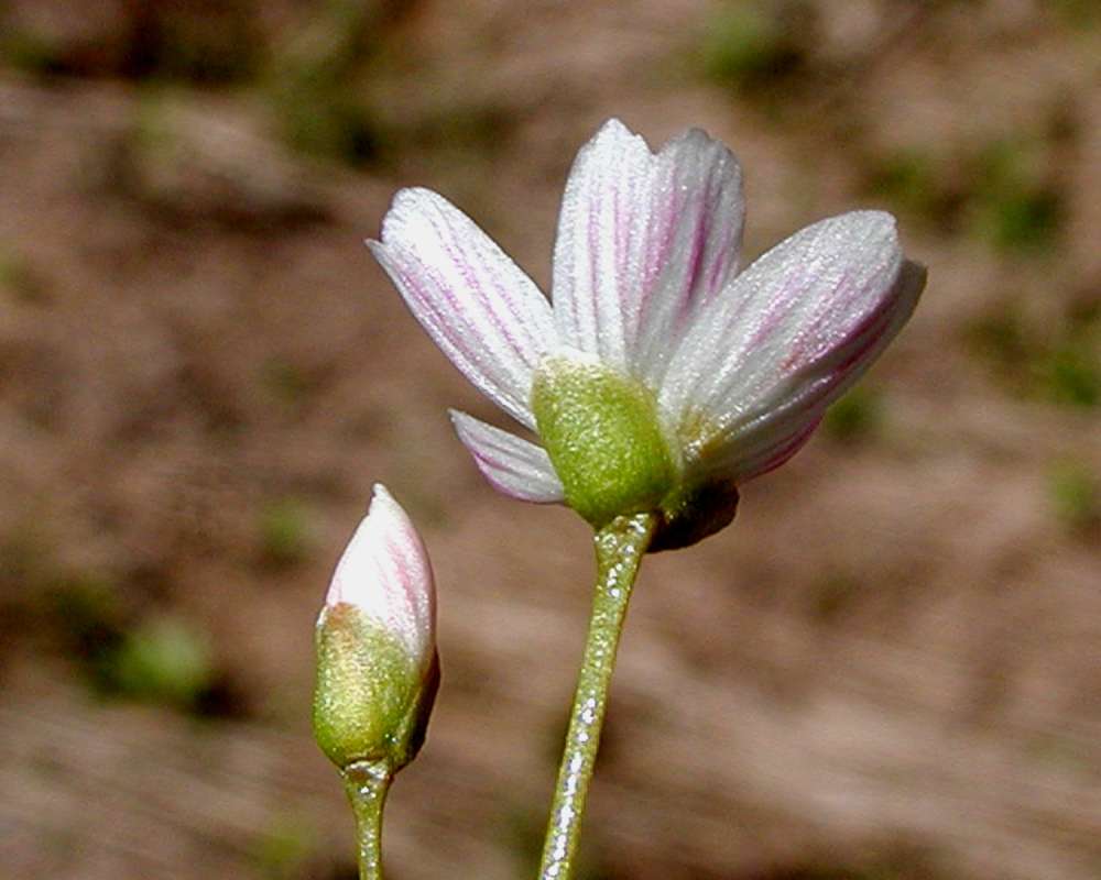 Flower - Rear View<br>(Location of Picture: Rainy Pass, Washington, USA, 2006)